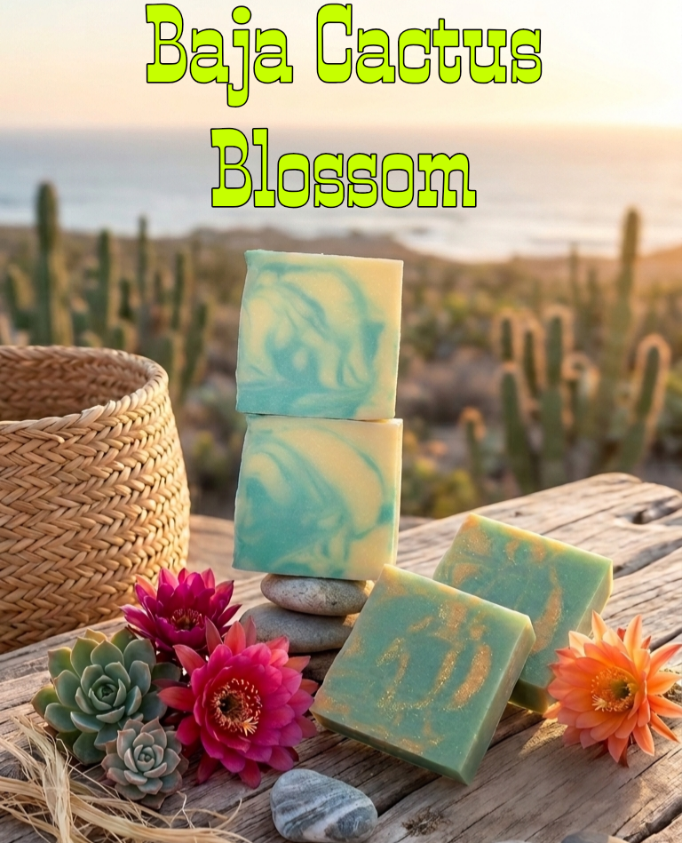 Baja cactus blossom